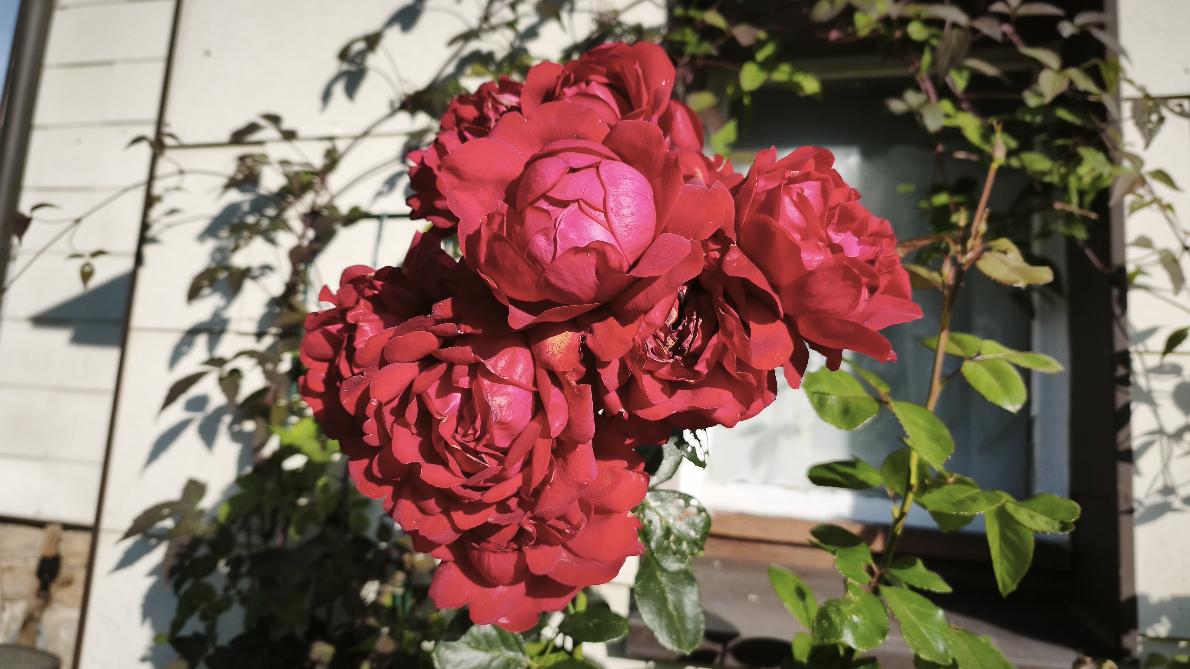 Oktoberrosen
